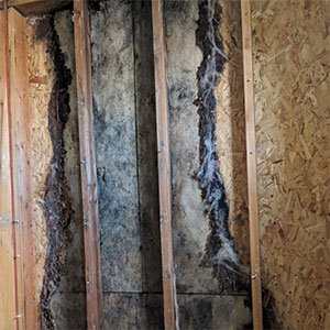 Mold damage to side wall of a boise idaho home due to a leaking roof