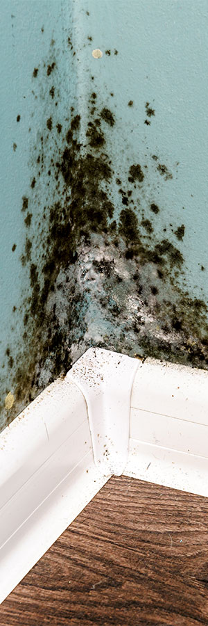 mold on a wall in a nampa idaho home needing nampa mold remediation help