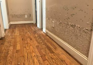 Water damage and mold in a house due to flooding