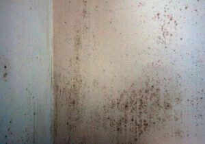 mold growing on walls in apartment