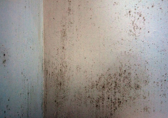 mold growing on walls in apartment