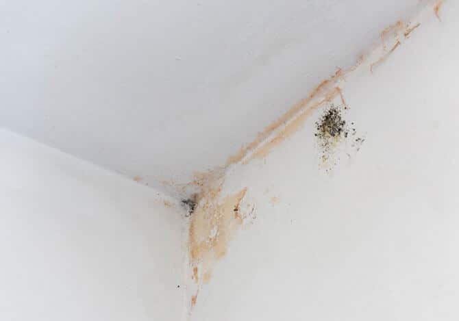 mold growing on walls